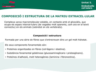 COMPOSICIÓ I ESTRUCTURA DE LA MATRIU EXTRACEL·LULAR
Unitat 5.
Embolcalls
cel·lulars
Complexa xarxa macromolecular estable, en contacte amb el glicocàlix, que
ocupa els espais intercel·lulars (de vegades molt aparents, com ara en el teixit
connectiu) en els animals (sobretot en els vertebrats).
Composició i estructura
Formada per una sèrie de fibres que s’entrecreuen dins un gel molt hidratat.
Els seus components fonamentals són:
• Proteïnes organitzades en fibres (col·làgens i elastina).
• Substància fonamental gelatinosa (glucosaminoglicans i proteoglicans).
• Proteïnes d’adhesió, molt heterogènies (laminina i fibronectina).
 