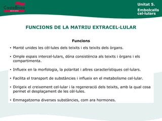 FUNCIONS DE LA MATRIU EXTRACEL·LULAR
Unitat 5.
Embolcalls
cel·lulars
Funcions
• Manté unides les cèl·lules dels teixits i els teixits dels òrgans.
• Omple espais intercel·lulars, dóna consistència als teixits i òrgans i els
compartimenta.
• Influeix en la morfologia, la polaritat i altres característiques cel·lulars.
• Facilita el transport de substàncies i influeix en el metabolisme cel·lular.
• Dirigeix el creixement cel·lular i la regeneració dels teixits, amb la qual cosa
permet el desplaçament de les cèl·lules.
• Emmagatzema diverses substàncies, com ara hormones.
 