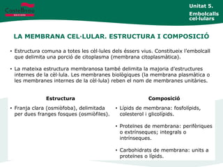 LA MEMBRANA CEL·LULAR. ESTRUCTURA I COMPOSICIÓ
Unitat 5.
Embolcalls
cel·lulars
• Estructura comuna a totes les cèl·lules dels éssers vius. Constitueix l’embolcall
que delimita una porció de citoplasma (membrana citoplasmàtica).
• La mateixa estructura membranosa també delimita la majoria d’estructures
internes de la cèl·lula. Les membranes biològiques (la membrana plasmàtica o
les membranes internes de la cèl·lula) reben el nom de membranes unitàries.
Estructura Composició
• Franja clara (osmiòfoba), delimitada
per dues franges fosques (osmiòfiles).
• Lípids de membrana: fosfolípids,
colesterol i glicolípids.
• Proteïnes de membrana: perifèriques
o extrínseques; integrals o
intrínseques.
• Carbohidrats de membrana: units a
proteïnes o lípids.
 