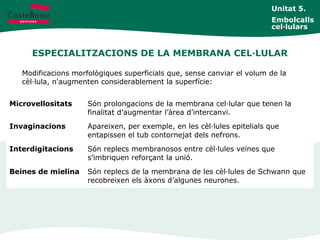 ESPECIALITZACIONS DE LA MEMBRANA CEL·LULAR
Unitat 5.
Embolcalls
cel·lulars
Modificacions morfològiques superficials que, sense canviar el volum de la
cèl·lula, n'augmenten considerablement la superfície:
Microvellositats Són prolongacions de la membrana cel·lular que tenen la
finalitat d’augmentar l’àrea d’intercanvi.
Invaginacions Apareixen, per exemple, en les cèl·lules epitelials que
entapissen el tub contornejat dels nefrons.
Interdigitacions Són replecs membranosos entre cèl·lules veïnes que
s’imbriquen reforçant la unió.
Beines de mielina Són replecs de la membrana de les cèl·lules de Schwann que
recobreixen els àxons d’algunes neurones.
 