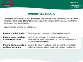 UNIONS CEL·LULARS
Unitat 5.
Embolcalls
cel·lulars
Contactes entre cèl·lules que permeten una comunicació selectiva o una barrera
infranquejable a les diferents substàncies. Són visibles al microscopi electrònic,
però no al microscopi òptic.
Les principals unions cel·lulars són:
Unions d'adherència Desmosomes; cèl·lules unides mecànicament.
Unions impermeables
o unions estretes
Unions hermètiques o unions septades dels
invertebrats, que impedeixen el pas de molècules a
través de la membrana.
Unions comunicants o
de tipus esvoranc
Unions de tipus fenedura (gap junction) per sinapsi
química, que permeten el pas de petites molècules.
 