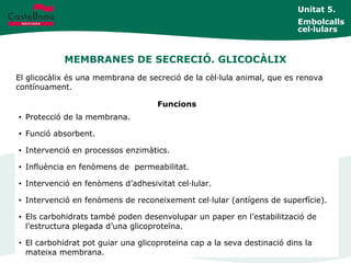 MEMBRANES DE SECRECIÓ. GLICOCÀLIX
Unitat 5.
Embolcalls
cel·lulars
El glicocàlix és una membrana de secreció de la cèl·lula animal, que es renova
contínuament.
Funcions
• Protecció de la membrana.
• Funció absorbent.
• Intervenció en processos enzimàtics.
• Influència en fenòmens de permeabilitat.
• Intervenció en fenòmens d’adhesivitat cel·lular.
• Intervenció en fenòmens de reconeixement cel·lular (antígens de superfície).
• Els carbohidrats també poden desenvolupar un paper en l’estabilització de
l’estructura plegada d’una glicoproteïna.
• El carbohidrat pot guiar una glicoproteïna cap a la seva destinació dins la
mateixa membrana.
 