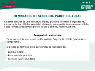 MEMBRANES DE SECRECIÓ. PARET CEL·LULAR
Unitat 5.
Embolcalls
cel·lulars
La paret cel·lular és una estructura rígida, gruixuda, resistent i organitzada,
exclusiva de les cèl·lules vegetals i els fongs, que envolta la membrana cel·lular
i està formada bàsicament per cel·lulosa o quitina, respectivament.
Composició i estructura
Es forma amb la intervenció de l’aparell de Golgi de la cèl·lula (síntesi dels
components).
El procés de formació de la paret inclou la fabricació de:
• Làmina medial
• Paret cel·lular primària
• Paret cel·lular secundària
 