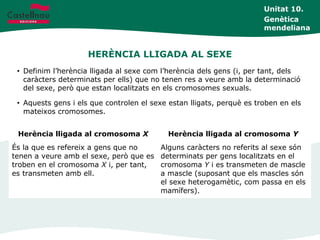 HERÈNCIA LLIGADA AL SEXE
Unitat 10.
Genètica
mendeliana
• Definim l’herència lligada al sexe com l’herència dels gens (i, per tant, dels
caràcters determinats per ells) que no tenen res a veure amb la determinació
del sexe, però que estan localitzats en els cromosomes sexuals.
• Aquests gens i els que controlen el sexe estan lligats, perquè es troben en els
mateixos cromosomes.
Herència lligada al cromosoma X Herència lligada al cromosoma Y
És la que es refereix a gens que no
tenen a veure amb el sexe, però que es
troben en el cromosoma X i, per tant,
es transmeten amb ell.
Alguns caràcters no referits al sexe són
determinats per gens localitzats en el
cromosoma Y i es transmeten de mascle
a mascle (suposant que els mascles són
el sexe heterogamètic, com passa en els
mamífers).
 