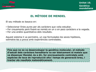 EL MÈTODE DE MENDEL
Unitat 10.
Genètica
mendeliana
El seu mètode es basava en:
• Seleccionar línies pures per als caràcters que volia estudiar.
• Fer creuaments però fixant-se només en un o en pocs caràcters a la vegada.
• Fer una anàlisi quantitativa dels resultats.
Aquest sistema li va permetre, un cop formulades les seves hipòtesis,
sotmetre-les a prova amb experiències controlades.
Fins que no es va desenvolupar la genètica molecular, el mètode
d’estudi dels caràcters hereditaris va ser bàsicament el mateix que
va dissenyar Mendel, és a dir, fer encreuaments controlats amb
espècies de taxa de reproducció alta i temps de generació breu, i
tractar els resultats matemàticament.
 