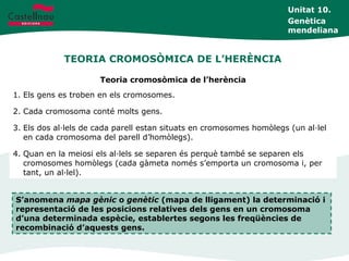TEORIA CROMOSÒMICA DE L’HERÈNCIA
Unitat 10.
Genètica
mendeliana
Teoria cromosòmica de l’herència
1. Els gens es troben en els cromosomes.
2. Cada cromosoma conté molts gens.
3. Els dos al·lels de cada parell estan situats en cromosomes homòlegs (un al·lel
en cada cromosoma del parell d’homòlegs).
4. Quan en la meiosi els al·lels se separen és perquè també se separen els
cromosomes homòlegs (cada gàmeta només s’emporta un cromosoma i, per
tant, un al·lel).
S’anomena mapa gènic o genètic (mapa de lligament) la determinació i
representació de les posicions relatives dels gens en un cromosoma
d’una determinada espècie, establertes segons les freqüències de
recombinació d’aquests gens.
 