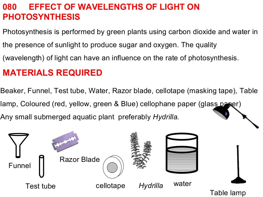 080 effects of wavelengths of light on photosynthesis