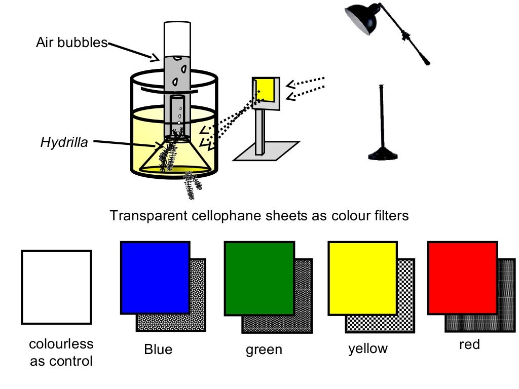 080 effects of wavelengths of light on photosynthesis