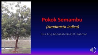 Pokok Semambu
(Azadiracta indica)
Riza Atiq Abdullah bin O.K. Rahmat
 