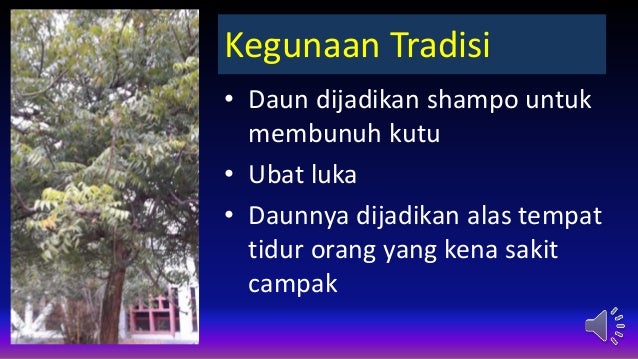Ubat Kutu Orang - Kronis c Ubat Kutu Orang - Kronis c