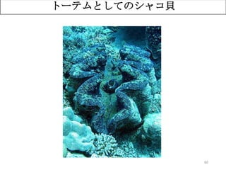 60
トーテムとしてのシャコ貝
 