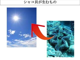 65
シャコ貝が生むもの
 