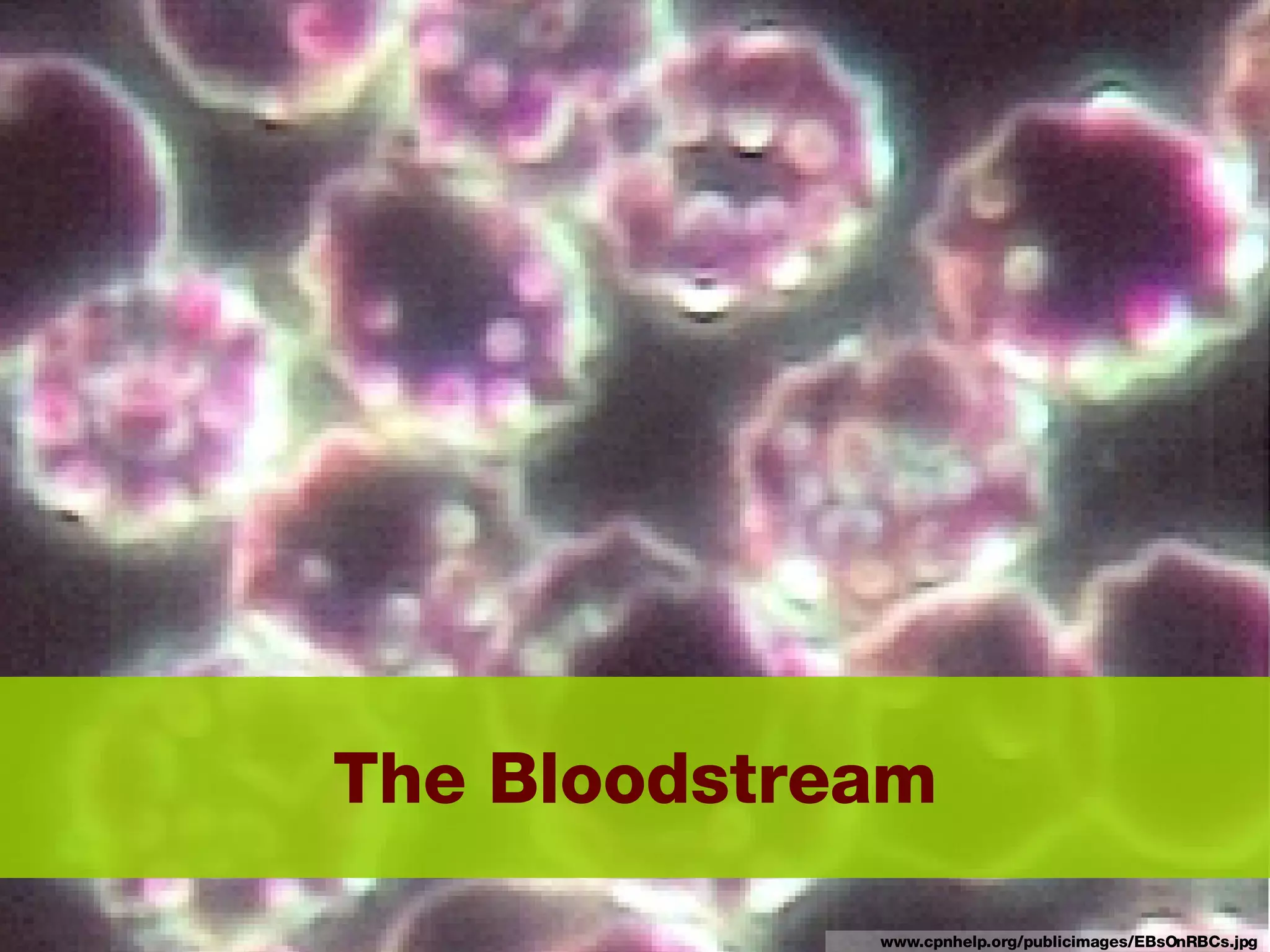 The Bloodstream www.cpnhelp.org/publicimages/EBsOnRBCs.jpg 