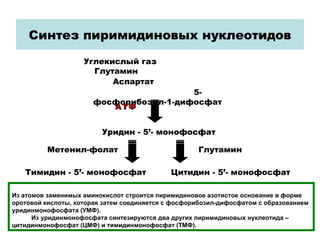Синтез пиримидиновых нуклеотидов Углекислый газ  Глутамин  Аспартат   5-фосфорибозил-1-дифосфат АТФ Уридин - 5 ’ - монофосфат Тимидин - 5 ’ - монофосфат Цитидин - 5 ’ - монофосфат Из атомов заменимых аминокислот строится пиримидиновое азотистое основание в форме оротовой кислоты, которая затем соединяется с фосфорибозил-дифосфатом с образованием уридинмонофосфата (УМФ).  Из уридинмонофосфата синтезируются два других пиримидиновых нуклеотида – цитидинмонофосфат (ЦМФ) и тимидинмонофосфат (ТМФ).  Глутамин Метенил-фолат 