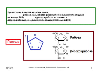 Нуклеотиды, в состав которых входит  рибоза, называются рибонуклеиновыми нуклеотидами (мономер РНК),  - дезоксирибоза, называются дезоксирибонуклеиновыми нуклеотидами (мономер ДНК) 