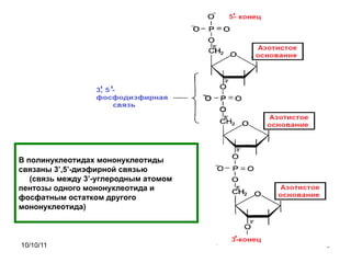 В полинуклеотидах мононуклеотиды связаны 3’,5’-диэфирной связью  (связь между 3’-углеродным атомом пентозы одного мононуклеотида и фосфатным остатком другого мононуклеотида) 