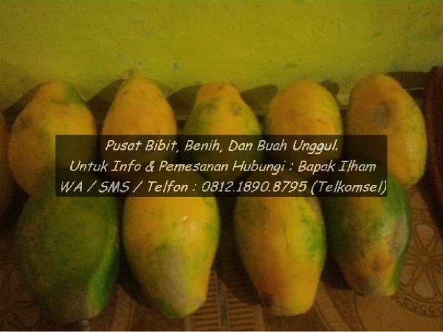 0812.1890.8795 TELKOMSEL Bibit Pepaya California Bojonegoro, Bibit 0812.1890.8795 TELKOMSEL Bibit Pepaya California Bojonegoro, Bibit