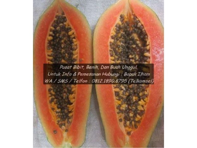 0812 1890 8795 Toko Bibit Pepaya Hawai Super Dan Unggulan Di Bogor 0812 1890 8795 Toko Bibit Pepaya Hawai Super Dan Unggulan Di Bogor