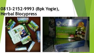 0813-2152-9993 (Bpk Yogie),
Herbal Biocypress
 