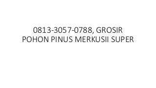 0813-3057-0788, GROSIR
POHON PINUS MERKUSII SUPER
 