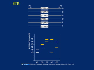 STR




      Gelehrter, Collins and Ginsburg: Principles of Medical Genetics 2E; Figure 5.22
 