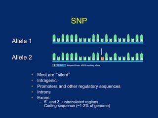 SNP

Allele 1           A U G A A G U U U G G C G C A U U G C A A




Allele 2           A U G A A G U U U G G U G C A U U G C A A
                          Adapted from ASCO teaching slides



       •    Most are silent
       •    Intragenic
       •    Promoters and other regulatory sequences
       •    Introns
       •    Exons
            –  5 and 3 untranslated regions
            –  Coding sequence (~1-2% of genome)
 