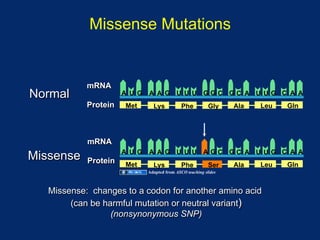 Missense Mutations


            mRNA
Normal                A U G   A A G U U U GGC GC A U UG C A A
            Protein   Met       Lys           Phe          Gly    Ala   Leu   Gln




            mRNA
                      A U G   A A G U U U AGC GC A U UG C A A
Missense    Protein   Met       Lys           Phe          Ser    Ala   Leu   Gln
                              Adapted from ASCO teaching slides



   Missense: changes to a codon for another amino acid
        (can be harmful mutation or neutral variant)
                  (nonsynonymous SNP)
 