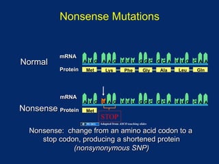 Nonsense Mutations


          mRNA
Normal              A U G    A A G U U U GGC GC A U UG C A A
          Protein   Met        Lys           Phe          Gly   Ala   Leu   Gln




          mRNA
                    A U G    U A G U U U GGC GC A U UG C A A
Nonsense Protein    Met
                            STOP
                            Adapted from ASCO teaching slides

  Nonsense: change from an amino acid codon to a
     stop codon, producing a shortened protein
              (nonsynonymous SNP)
 