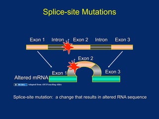 Splice-site Mutations


        Exon 1                Intron       Exon 2    Intron   Exon 3


                                            Exon 2


                              Exon 1                     Exon 3
Altered mRNA
       Adapted from ASCO teaching slides




Splice-site mutation: a change that results in altered RNA sequence
 