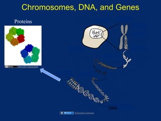 Chromosomes, DNA, and Genes
Proteins




  Jfdwolff (wikimedia)




                          Wikimedia Commons
 
