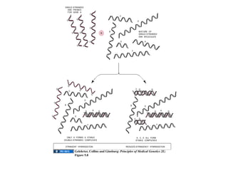 SINGLE-STRANDED
  DNA PROBES
  FOR GENE A
                                         C

                                                             D



                                  B                          MIXTURE OF
                              +                              SINGLE-STRANDED
                                                             DNA MOLECULES

                                         E                       A



                                                     F




                                                         C
    C



                  D

B                                                B               D
                          A                                                    A

         E
                                                         E

                      F                                                    F




  ONLY A FORMS A STABLE                                   A, C, E ALL FORM
DOUBLE-STRANDED COMPLEXES                                STABLE COMPLEXES


 STRINGENT HYBRIDIZATION                     REDUCED-STRINGENCY HYBRIDIZATION

        Gelehrter, Collins and Ginsburg: Principles of Medical Genetics 2E;
        Figure 5.8
 
