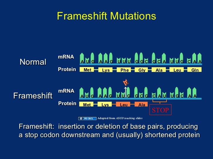 Frameshift Mutations             mRNA Normal                A U G    A A G U U U GGC GC A U UG C A A             Protein  ...