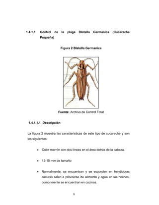 8
1.4.1.1 Control de la plaga Blatella Germanica (Cucaracha
Pequeña)
Figura 2 Blatella Germanica
Fuente: Archivo de Control Total
1.4.1.1.1 Descripción
La figura 2 muestra las características de este tipo de cucaracha y son
los siguientes:
• Color marrón con dos líneas en el área detrás de la cabeza.
• 12-15 mm de tamaño
• Normalmente, se encuentran y se esconden en hendiduras
oscuras salen a proveerse de alimento y agua en las noches,
comúnmente se encuentran en cocinas.
 