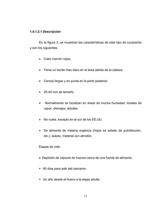11
1.4.1.2.1 Descripción
En la figura 3, se muestran las características de este tipo de cucaracha
y son los siguientes:
• Color marrón rojizo.
• Tiene un borde mas claro en el área detrás de la cabeza.
• Cercos largos y en punta en la parte posterior.
• 25-40 mm de tamaño
• Normalmente se localizan en áreas de mucha humedad, túneles de
vapor, drenajes, árboles.
• No vuela, excepto en el sur de los EE.UU.
• Se alimenta de materia orgánica (hojas es estado de putrefacción,
etc.), dulces, material con almidón.
Etapas de vida:
• Depósito de cápsula de huevos cerca de una fuente de alimento.
ƒ 60 días para salir del cascaron.
ƒ Un año desde el huevo a la etapa adulta.
 