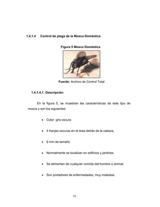 16
1.4.1.4 Control de plaga de la Mosca Doméstica
Figura 5 Mosca Doméstica
Fuente: Archivo de Control Total
1.4.1.4.1. Descripción
En la figura 5, se muestran las características de este tipo de
mosca y son los siguientes:
• Color gris oscura
• 4 franjas oscuras en el área detrás de la cabeza.
• 6 mm de tamaño
• Normalmente se localizan en edificios y jardines.
• Se alimentan de cualquier comida del hombre o animal.
• Son portadores de enfermedades, muy molestas.
 