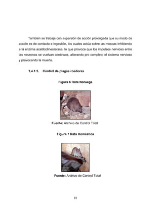 18
También se trabaja con aspersión de acción prolongada que su modo de
acción es de contacto e ingestión, los cuales actúa sobre las moscas inhibiendo
a la enzima acetilcolinesterasa, lo que provoca que los impulsos nervioso entre
las neuronas se vuelvan continuos, alterando pro completo el sistema nervioso
y provocando la muerte.
1.4.1.5. Control de plagas roedoras
Figura 6 Rata Noruega
Fuente: Archivo de Control Total
Figura 7 Rata Doméstica
Fuente: Archivo de Control Total
 