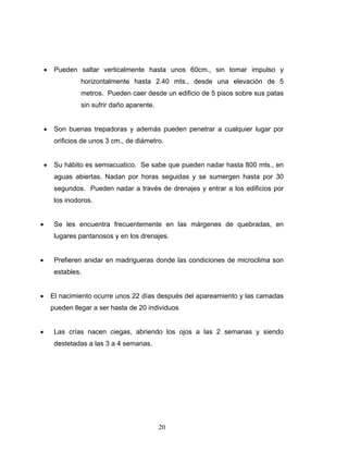 20
• Pueden saltar verticalmente hasta unos 60cm., sin tomar impulso y
horizontalmente hasta 2.40 mts., desde una elevación de 5
metros. Pueden caer desde un edificio de 5 pisos sobre sus patas
sin sufrir daño aparente.
• Son buenas trepadoras y además pueden penetrar a cualquier lugar por
orificios de unos 3 cm., de diámetro.
• Su hábito es semiacuatico. Se sabe que pueden nadar hasta 800 mts., en
aguas abiertas. Nadan por horas seguidas y se sumergen hasta por 30
segundos. Pueden nadar a través de drenajes y entrar a los edificios por
los inodoros.
• Se les encuentra frecuentemente en las márgenes de quebradas, en
lugares pantanosos y en los drenajes.
• Prefieren anidar en madrigueras donde las condiciones de microclima son
estables.
• El nacimiento ocurre unos 22 días después del apareamiento y las camadas
pueden llegar a ser hasta de 20 individuos
• Las crías nacen ciegas, abriendo los ojos a las 2 semanas y siendo
destetadas a las 3 a 4 semanas.
 