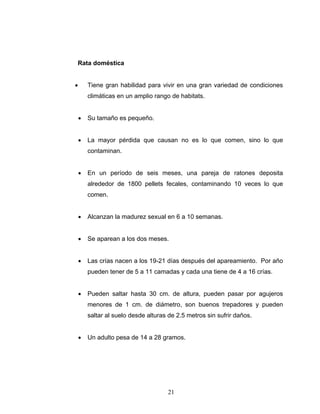 21
Rata doméstica
• Tiene gran habilidad para vivir en una gran variedad de condiciones
climáticas en un amplio rango de habitats.
• Su tamaño es pequeño.
• La mayor pérdida que causan no es lo que comen, sino lo que
contaminan.
• En un período de seis meses, una pareja de ratones deposita
alrededor de 1800 pellets fecales, contaminando 10 veces lo que
comen.
• Alcanzan la madurez sexual en 6 a 10 semanas.
• Se aparean a los dos meses.
• Las crías nacen a los 19-21 días después del apareamiento. Por año
pueden tener de 5 a 11 camadas y cada una tiene de 4 a 16 crías.
• Pueden saltar hasta 30 cm. de altura, pueden pasar por agujeros
menores de 1 cm. de diámetro, son buenos trepadores y pueden
saltar al suelo desde alturas de 2.5 metros sin sufrir daños.
• Un adulto pesa de 14 a 28 gramos.
 