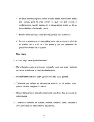 22
• Un ratón doméstico puede variar de color desde marrón claro hasta
gris oscuro, pero lo mas común es que sea gris oscuro o
medianamente marrón, excepto en la barriga donde puede ser de un
tono más claro o hasta color crema.
• El ratón tiene las orejas relativamente grandes para su tamaño.
• Su cola prácticamente no tiene pelo y es de casi la misma longitud de
su cuerpo (de 6 a 10 cm.). Sus patas y ojos son pequeños en
proporción al resto de su cuerpo
Rata negra
• La rata negra tiene apariencia esbelta
• Menor tamaño, orejas prominentes y sin pelo, y una cola larga y delgada
de mayor tamaño que la cabeza más el cuerpo.
• Puede medir hasta unos 23cm y pesar unos 150 a 200 gramos.
• Trepadora que prefiere las elevaciones, viviendo en los techos, vigas,
palmas, críticos y vegetación densa.
• Hace madrigueras en el suelo únicamente cuando no hay presencia de
rata noruega.
• También se alimenta de nueces, semillas, cereales, carne, pescado y
otros alimentos con alto contenido de proteína.
 
