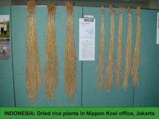 INDONESIA: Dried rice plants in Nippon Koei office, Jakarta 