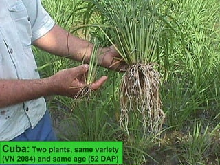 Cuba:  Two plants, same variety (VN 2084) and same age (52 DAP)  