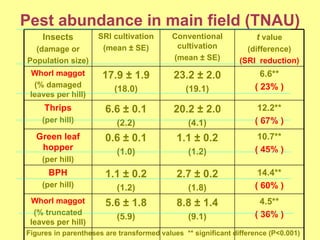 Pest abundance in main field (TNAU) Figures in parentheses are transformed values  ** significant difference (P<0.001) Ins...