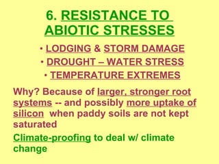 6.  RESISTANCE TO  ABIOTIC STRESSES <ul><li>LODGING  &  STORM DAMAGE </li></ul><ul><li>DROUGHT – WATER STRESS </li></ul><u...