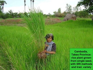 Cambodia,  Takeo Province: rice plant grown from single seed, with SRI methods and trad. variety 