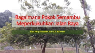 Bagaimana Pokok Semambu
Meperkukuhkan Jalan Raya
Riza Atiq Abdullah bin O.K. Rahmat
 