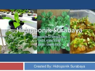 Created By: Hidroponik Surabaya
 