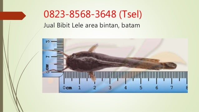 0823 8568 3648 tsel harga jual bibit lele sangkuriang 0823 8568 3648 tsel harga jual bibit lele sangkuriang