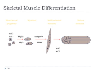 082409 understanding cachexia | PPT
