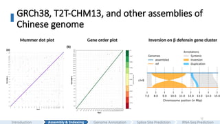 12
GRCh38, T2T-CHM13, and other assemblies of
Chinese genome
Mummer dot plot Gene order plot Inversion on β defensin gene cluster
Assembly & Indexing
Introduction Genome Annotation Splice Site Prediction RNA-Seq Prediction
 