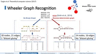16
Wheeler Graph Recognition
Gagie et al. Theoretical computer science (2017)
GCSA (Sirén et al., 2014)
Assembly & Indexing
Introduction Genome Annotation Splice Site Prediction RNA-Seq Prediction
18 nodes, 21 edges
1 “distant gluing”
14 nodes, 16 edges
No “distant gluing”
 
